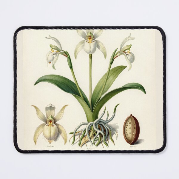 Item preview, Ghost Orchid Botanical Plate | Vintage Dendrophylax Lindenii Scientific Illustration designed and sold by Origamoart.