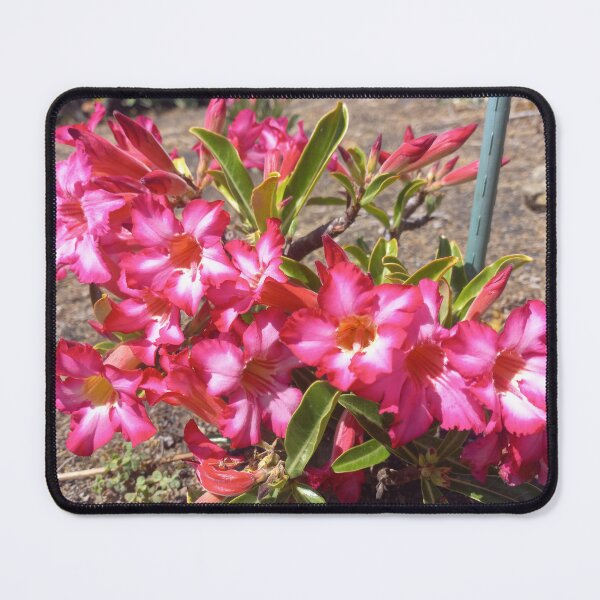 Item preview, Desert Rose designed and sold by birgitsfotoshop.