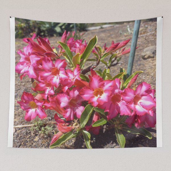 Item preview, Desert Rose designed and sold by birgitsfotoshop.