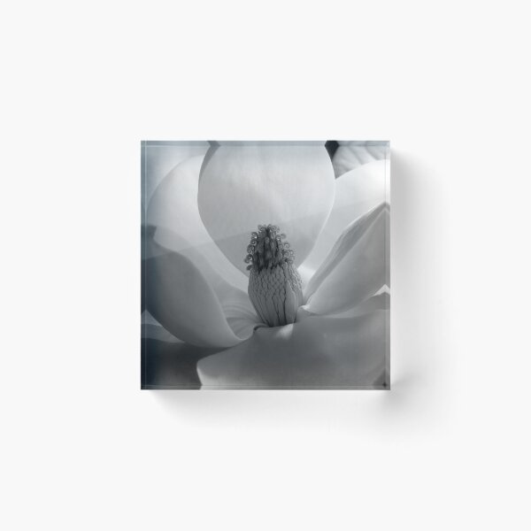 Item preview, Vintage white Magnolia Blossom black and white photograph art print portrait, 1925, by Imogen Cunningham designed and sold by Astrid Arkhangelsky.