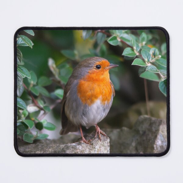 Item preview, European Robin Perched Among Green Leaves designed and sold by Shanguai.