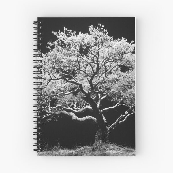 Item preview, Back lit monochrome beautiful tree nature plant black and white tree landscape fine art photograph designed and sold by Astrid Arkhangelsky.
