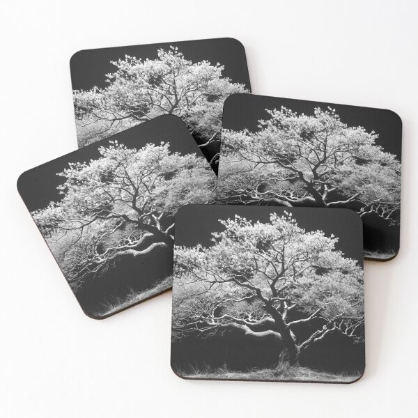 Item preview, Back lit monochrome beautiful tree nature plant black and white tree landscape fine art photograph designed and sold by Astrid Arkhangelsky.