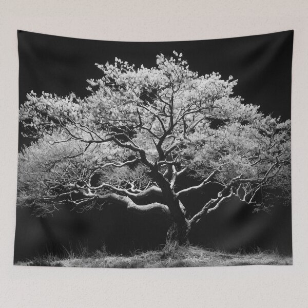 Item preview, Back lit monochrome beautiful tree nature plant black and white tree landscape fine art photograph designed and sold by Astrid Arkhangelsky.