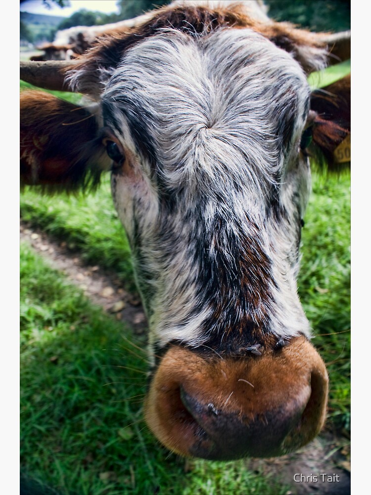 Nosey Cow by christait