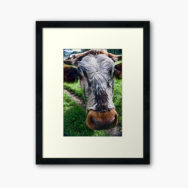 Nosey Cow Framed Art Print
