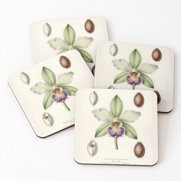 Item preview, Exotic Orchid Botanical Plate | Vintage Orchid Scientific Illustration designed and sold by Origamoart.