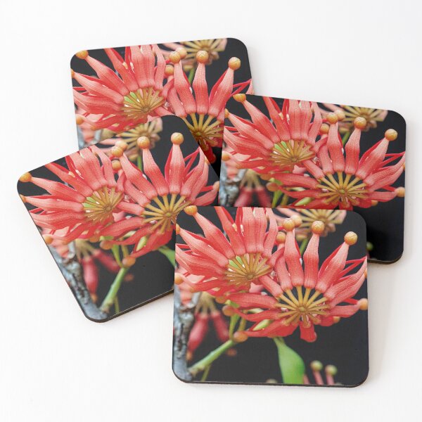 Item preview, Firewheel Tree Flower Print | Stenocarpus Sinuatus Native Australian Botanical Art designed and sold by MinzMarchStudio.