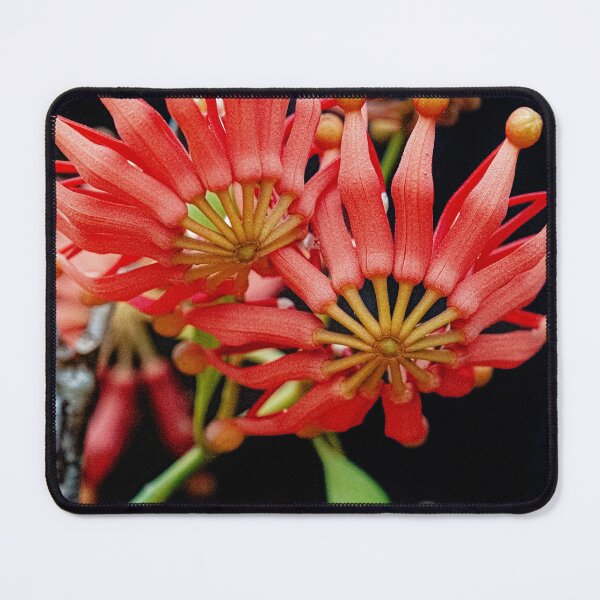 Item preview, Firewheel Tree Flower Print | Stenocarpus Sinuatus Native Australian Botanical Art designed and sold by MinzMarchStudio.