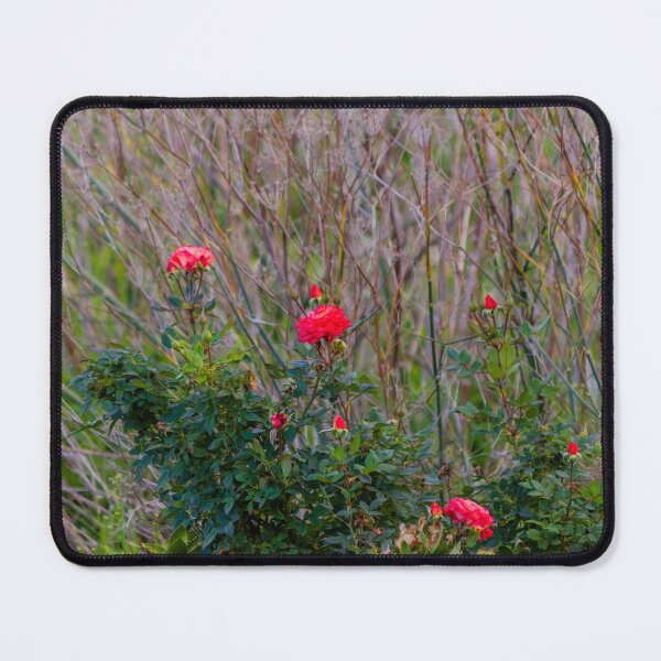 Item preview, Red Rose Bush With Blooming Roses and Buds Against Wild Grasses in Natural Garden designed and sold by Nmallia.