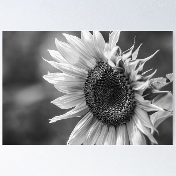 Item preview, Sunflower Vibrance BW designed and sold by MoePhotography.