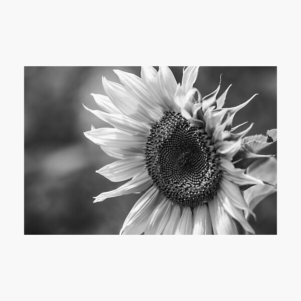 Item preview, Sunflower Vibrance BW designed and sold by MoePhotography.