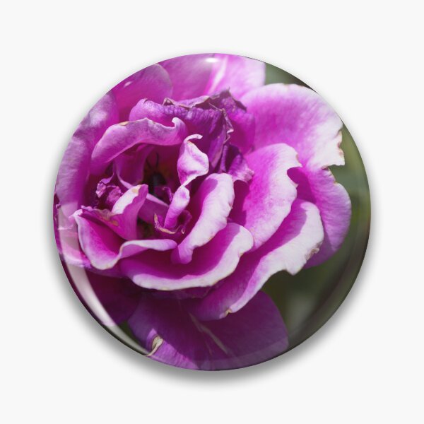 Item preview, Pink Roses designed and sold by MoePhotography.
