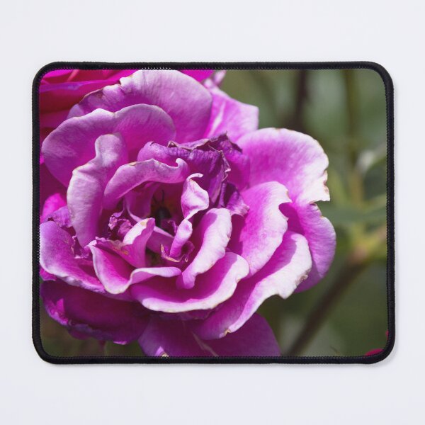 Item preview, Pink Roses designed and sold by MoePhotography.