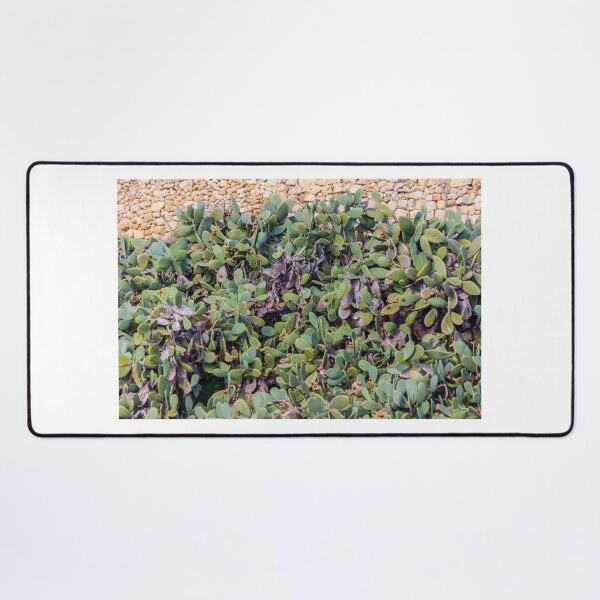 Item preview, Prickly Pear Cactus Hedge With Red Fruit Against Rustic Stone Wall In Mediterranean Garden designed and sold by Nmallia.