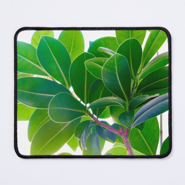 Item preview, A close-up view of a ficus flower fragment. designed and sold by IgorKovalenko.