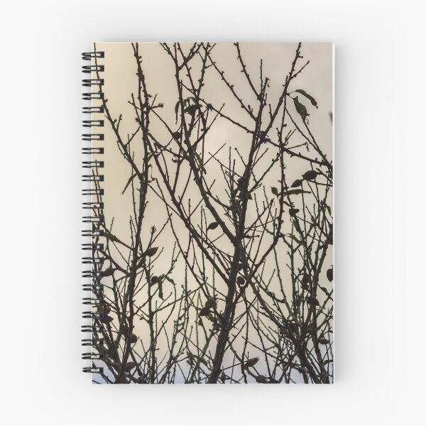 Item preview, Silhouette Of Leafless Tree Branches Against A Cloudy Sky With Sparse Seed Pods designed and sold by Nmallia.