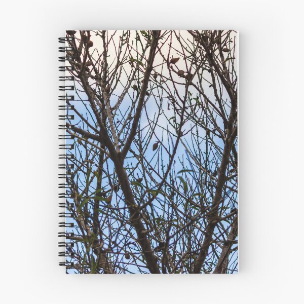 Item preview, Silhouette Of Leafless Tree Branches Against A Cloudy Sky With Sparse Seed Pods designed and sold by Nmallia.