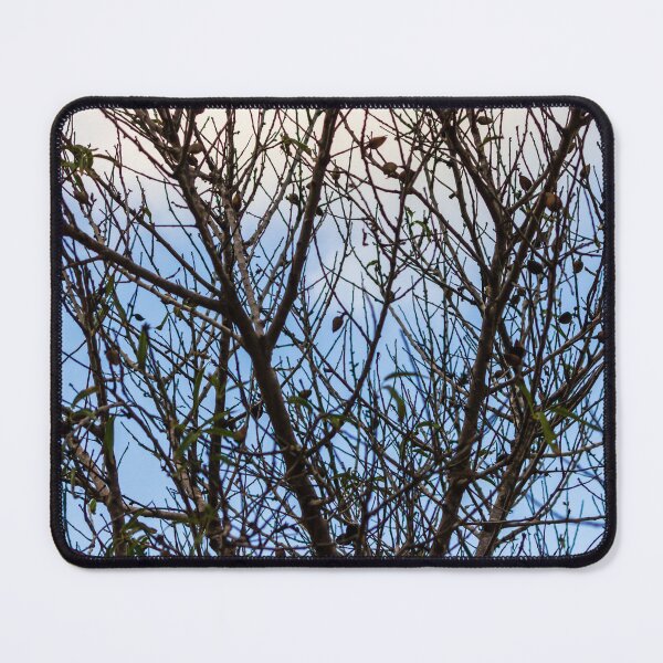 Item preview, Silhouette Of Leafless Tree Branches Against A Cloudy Sky With Sparse Seed Pods designed and sold by Nmallia.