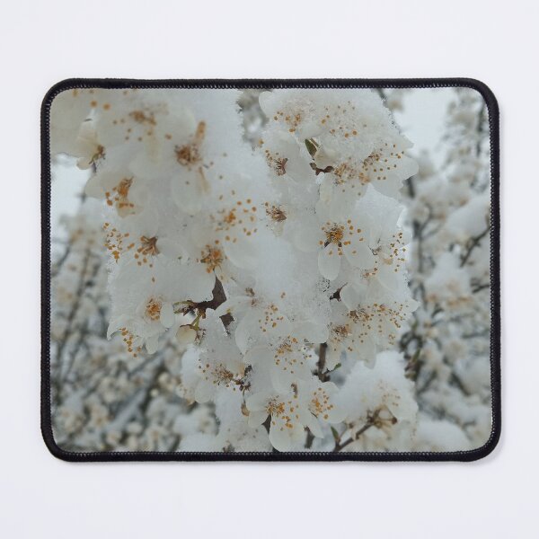 Item preview, Spring Blossom in Snow Nature Photography designed and sold by Nature Moments.