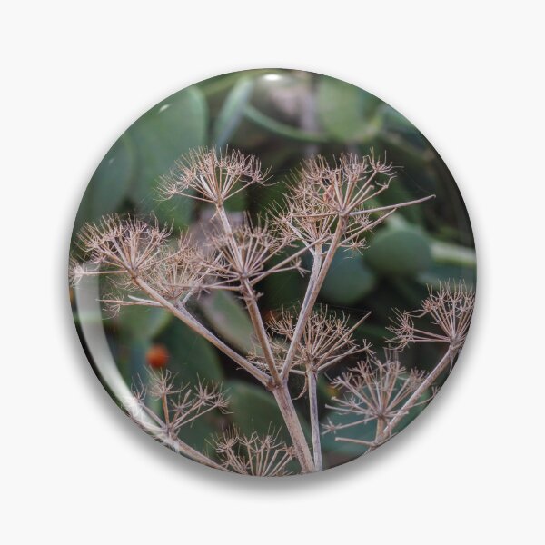 Item preview, Dried Umbel Seed Heads in Front of Prickly Pear Cactus Pads in Sunny Mediterranean Garden designed and sold by Nmallia.