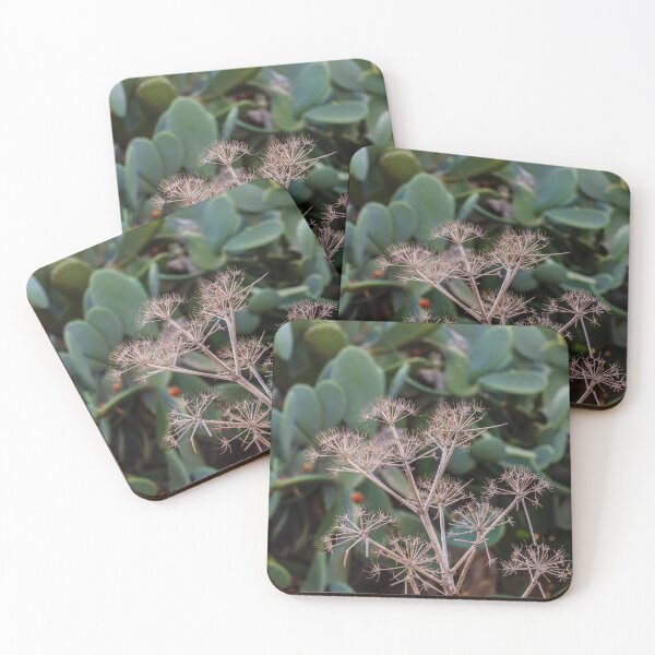 Item preview, Dried Umbel Seed Heads in Front of Prickly Pear Cactus Pads in Sunny Mediterranean Garden designed and sold by Nmallia.