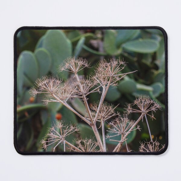 Item preview, Dried Umbel Seed Heads in Front of Prickly Pear Cactus Pads in Sunny Mediterranean Garden designed and sold by Nmallia.