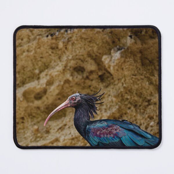 Item preview, A Northern Bald Ibis in Spain (1) designed and sold by TomRomanPhotos.