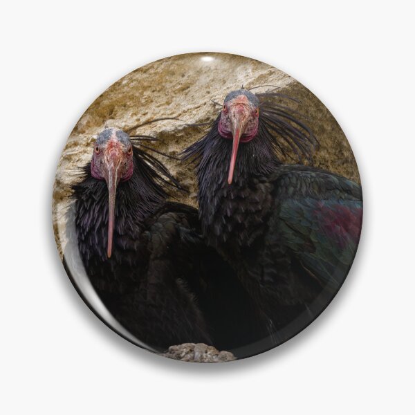 Item preview, Northern Bald Ibis in Spain (1) designed and sold by TomRomanPhotos.
