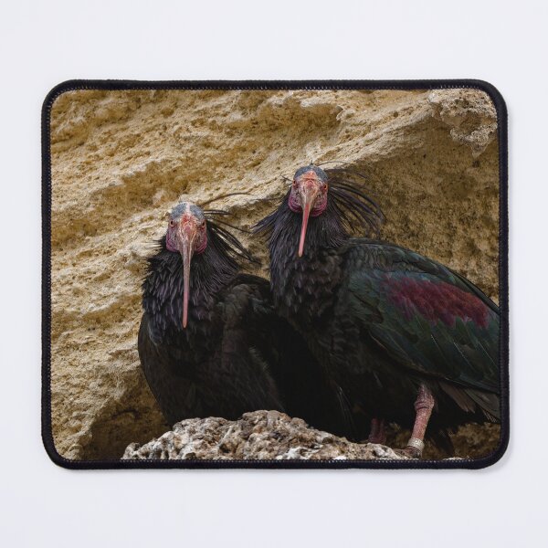 Item preview, Northern Bald Ibis in Spain (1) designed and sold by TomRomanPhotos.