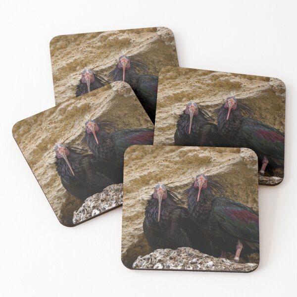 Item preview, Northern Bald Ibis in Spain (1) designed and sold by TomRomanPhotos.