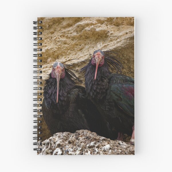 Artikelvorschau, Waldrapp in Spanien (1) entworfen und verkauft von TomRomanPhotos.