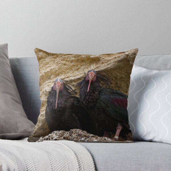 Item preview, Northern Bald Ibis in Spain (1) designed and sold by TomRomanPhotos.