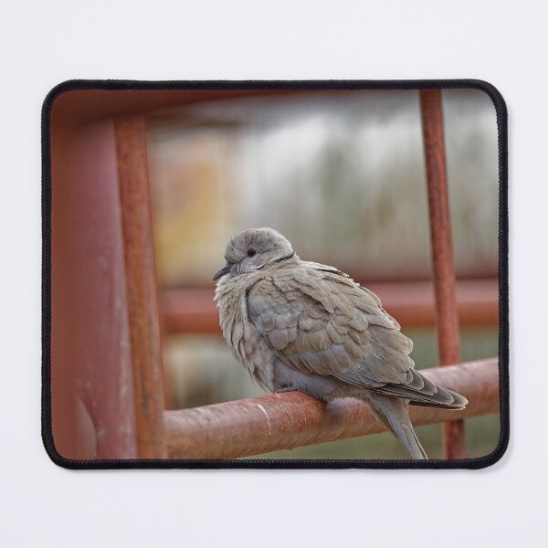 Item preview, A Collared Dove in Spain designed and sold by TomRomanPhotos.