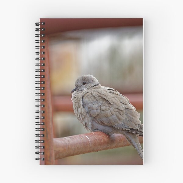 Item preview, A Collared Dove in Spain designed and sold by TomRomanPhotos.