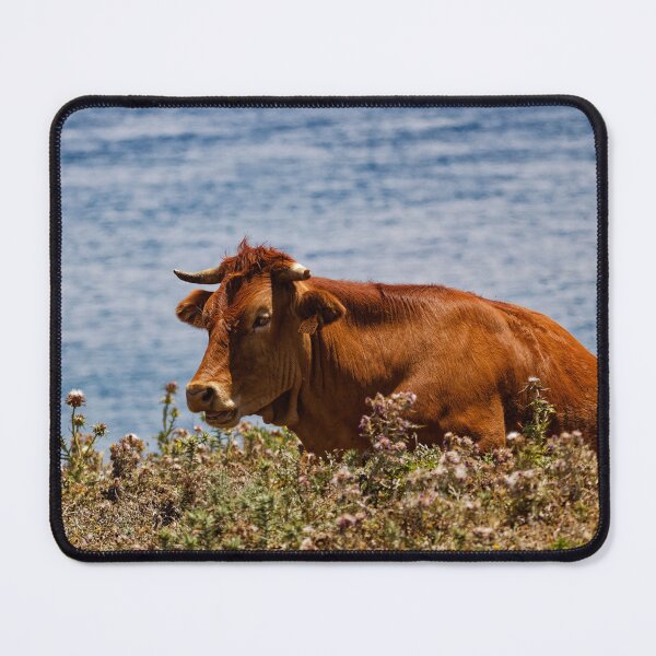 Item preview, A Spanish cow near the sea designed and sold by TomRomanPhotos.