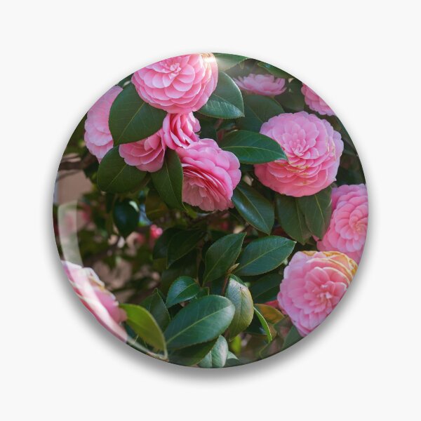 Item preview, Pink camellia blossom close-up designed and sold by Imagerisium.
