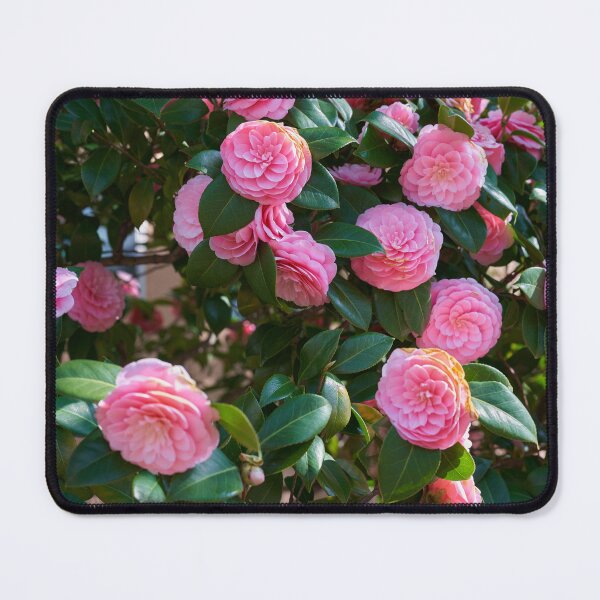 Item preview, Pink camellia blossom close-up designed and sold by Imagerisium.