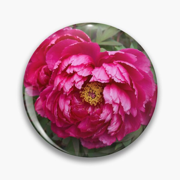 Item preview, Magenta peonies in full bloom designed and sold by Imagerisium.