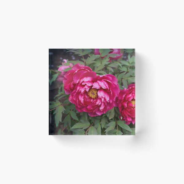 Item preview, Magenta peonies in full bloom designed and sold by Imagerisium.