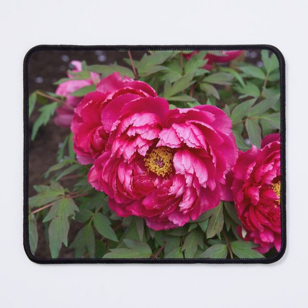 Item preview, Magenta peonies in full bloom designed and sold by Imagerisium.