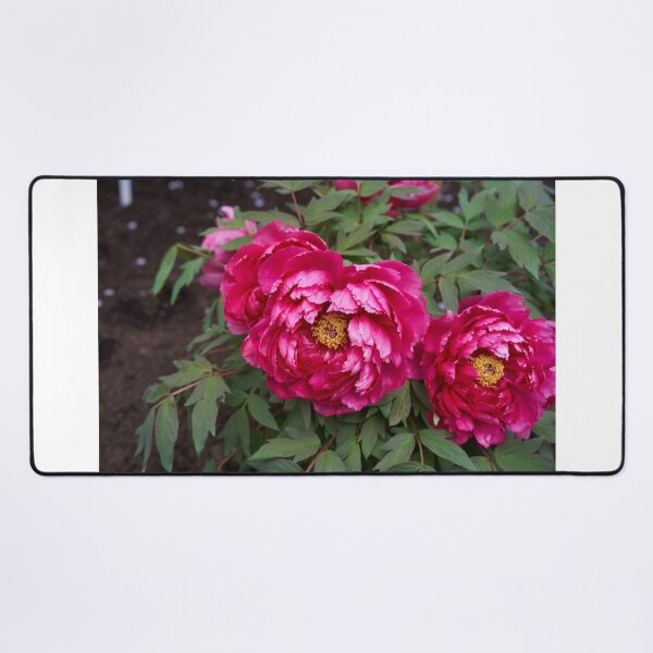 Item preview, Magenta peonies in full bloom designed and sold by Imagerisium.