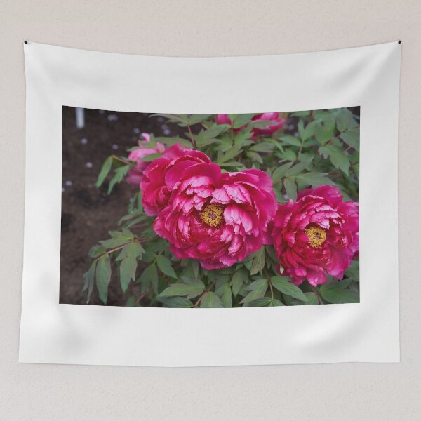 Item preview, Magenta peonies in full bloom designed and sold by Imagerisium.
