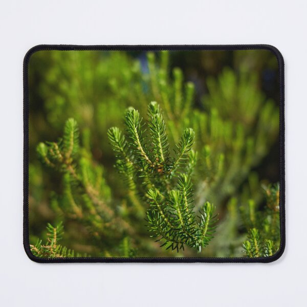 Item preview, Erica canariensis heath foliage Anaga designed and sold by Imagerisium.