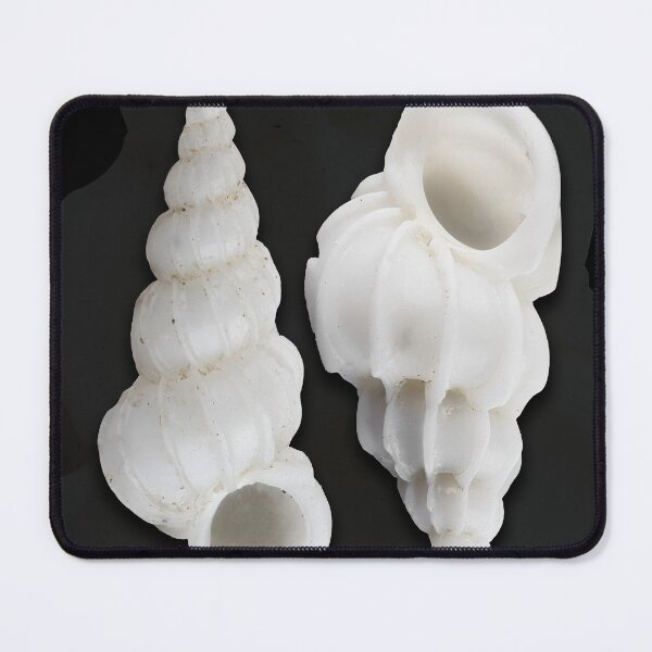 Item preview, wentel trap poster and prints sea shell designed and sold by gypsywander.