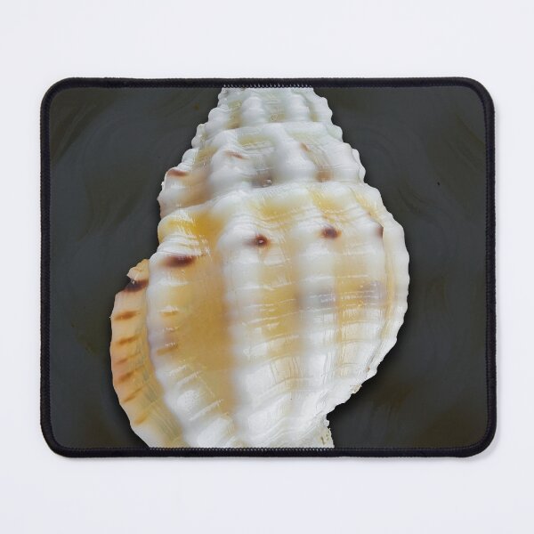 Item preview, shell macro photo prints designed and sold by gypsywander.