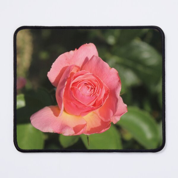 Item preview, Romantic pink rose macro - Soft nature photography designed and sold by Cha-s-lens.