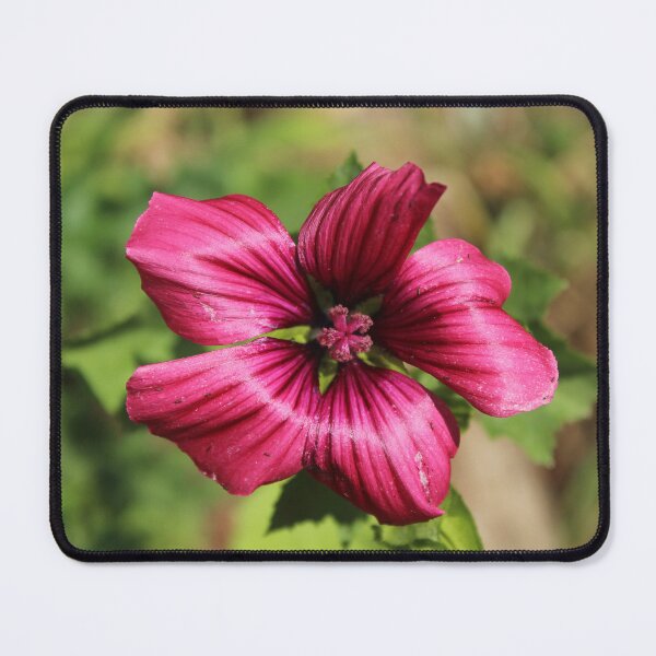 Item preview, Deep pink mallow flower - Soft nature photography designed and sold by Cha-s-lens.