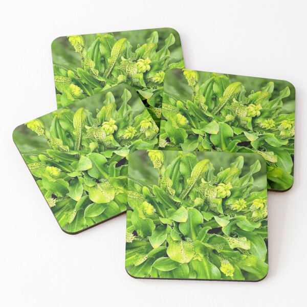 Item preview, Eucomis pineapple lily designed and sold by missmoneypenny.