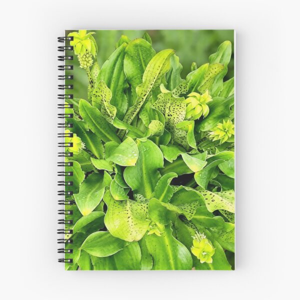 Item preview, Eucomis pineapple lily designed and sold by missmoneypenny.